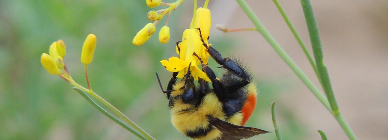 A bee gathers nectar from a yellow wildflower in Table Mountain, WY. 