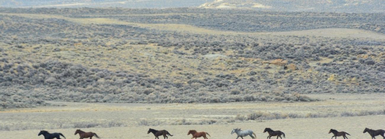 Wild horses run through the Great Divide Basin in southwest Wyoming in October 2021