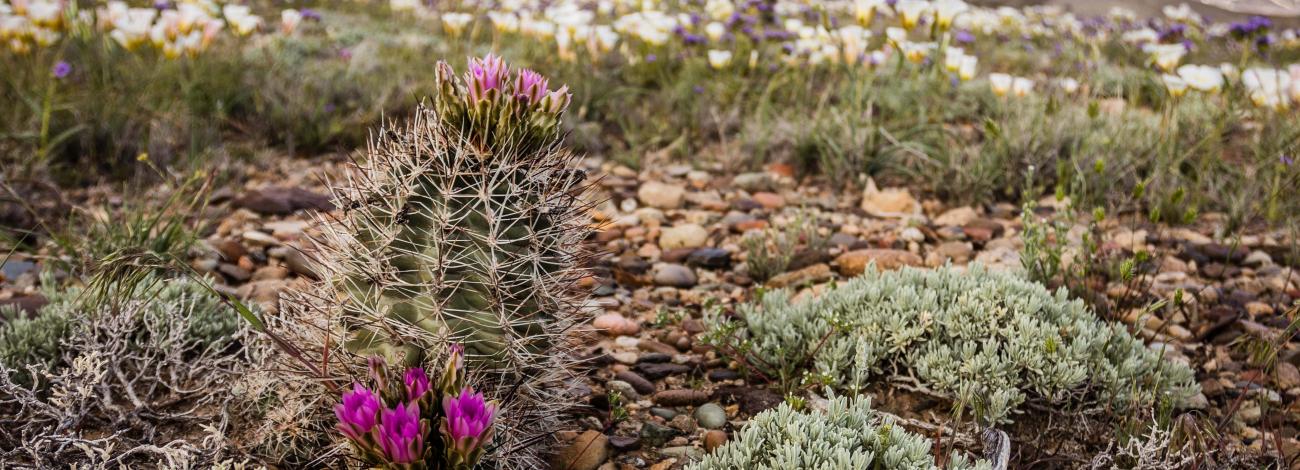 A small cactus with purple flowers rests on a landscape in front of a mesa and a field of white flowers