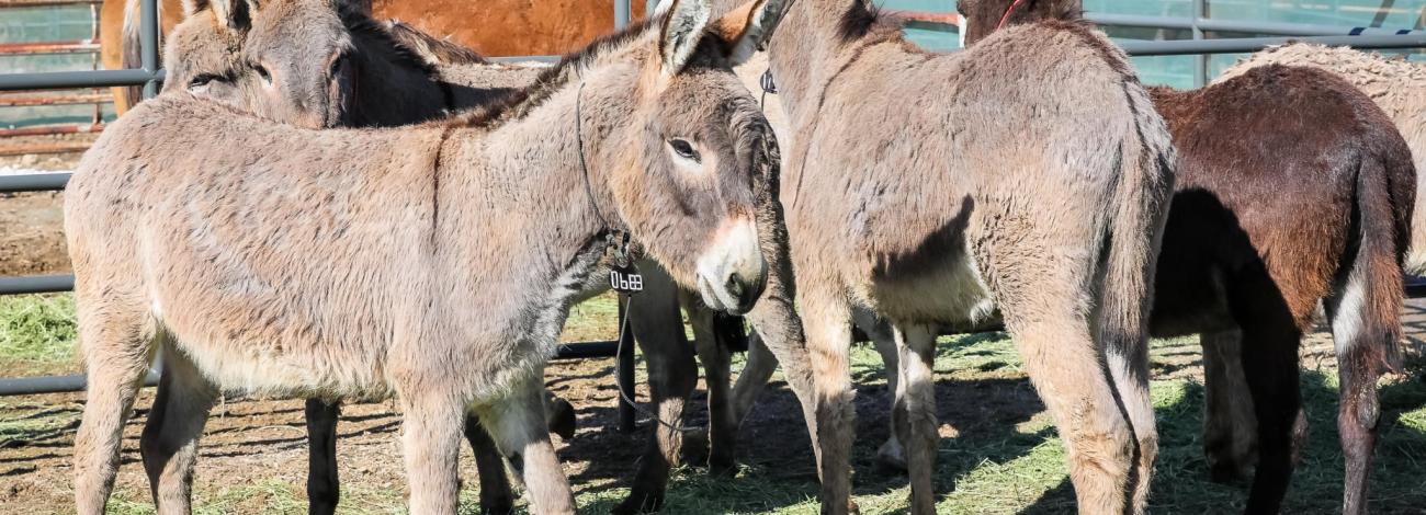 Six burros at the coral in Rock Springs.