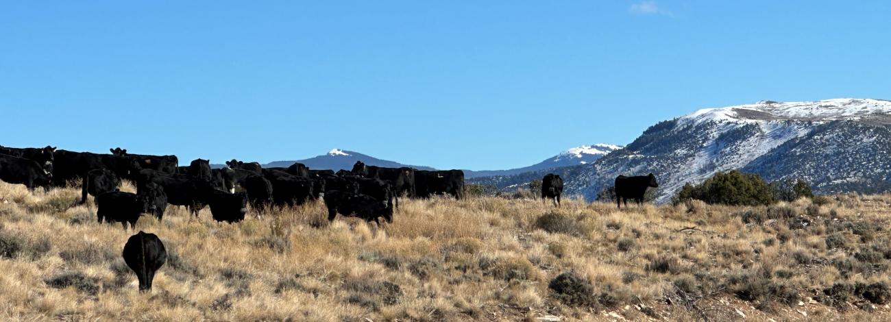 Collared “Reverse JL Bar” cattle are seen turning at a virtual fence boundary during a fall use compliance check. The BLM range management specialist, Kristy Wallner watched cattle test the boundaries and could hear the tone of the collars. (BLM photo by Kristy Wallner, BLM Colorado rangeland management specialist) 