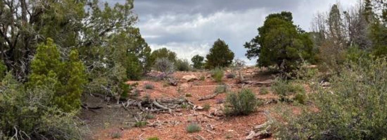 A desert landscape with scrub brush and cloudy sky at Velvet Mine site