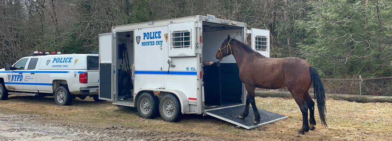 A horse is led into a trailer with the New York Police Department logo