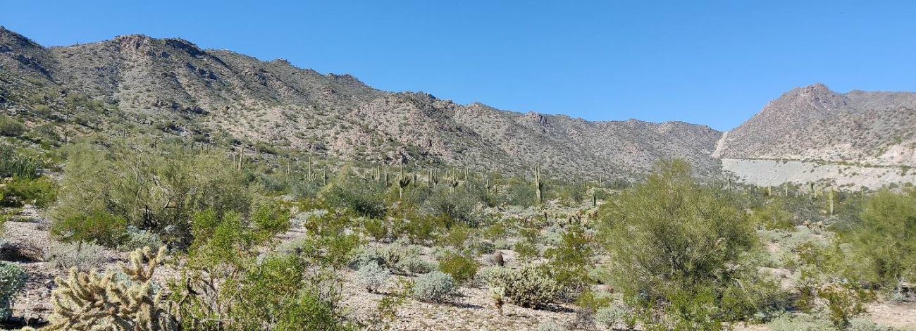 A desert landscape with mountains saguaro cactuses and other vegetation