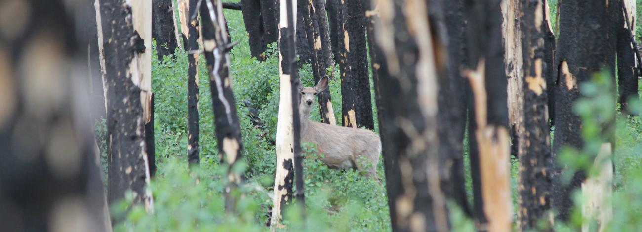 Mule deer peeks around a tree in a previously prescribed burn treated area.