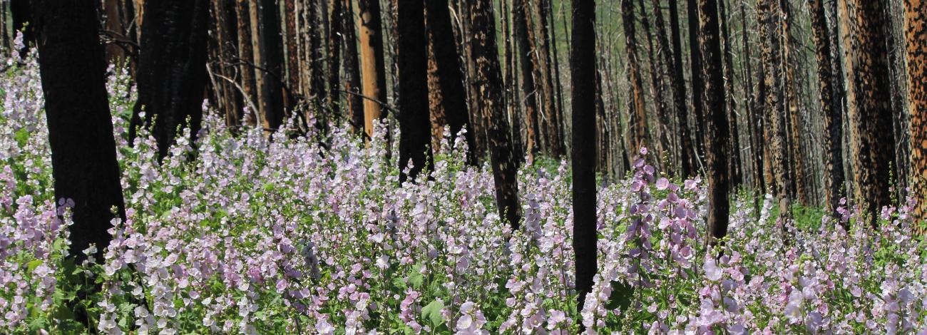 New growth and returning wildlife at previous years prescribed burn sites in southwest Wyoming.