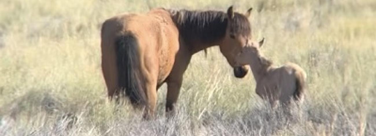 A foal and mare nuzzle in the high desert.