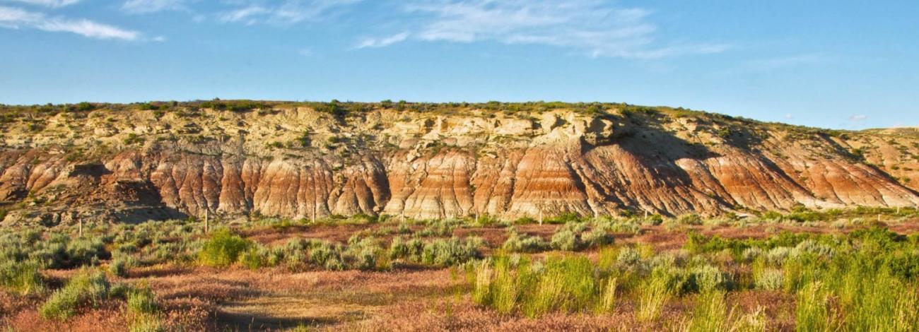Cheatgrass in a landscape in Wyoming.