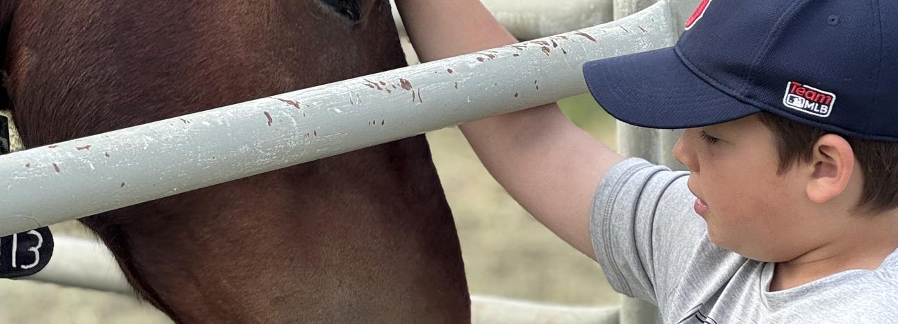 a photo of a child in a baseball hat petting a bay horse through a metal fence.