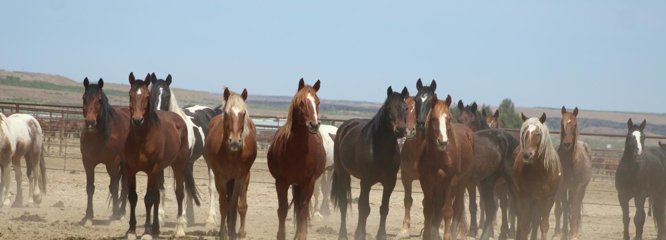 Bruneau Off-Range Wild Horse Corral wild horses