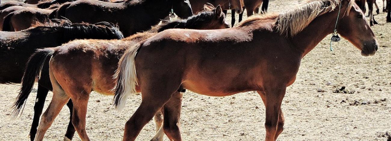 Geldings photo by Beverly Shaffer, BLM volunteer