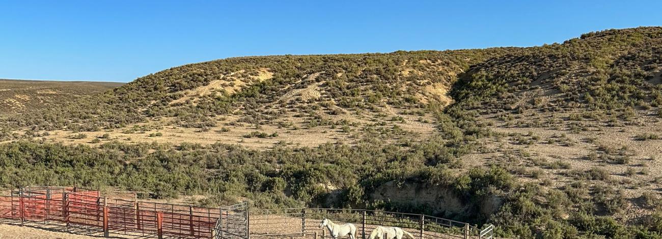 a small band of wild horses gather in a corral with a water tank