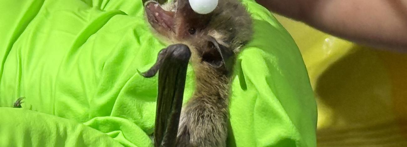 a person wearing green gloves holds a bat while another person swabs it for scientific study.