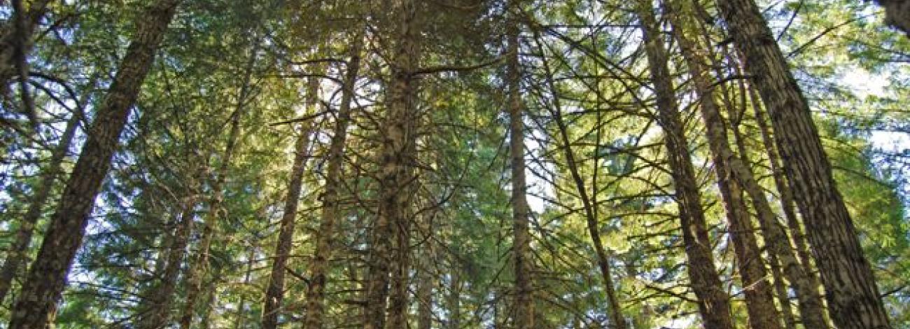 Forest trees on public lands in Oregon