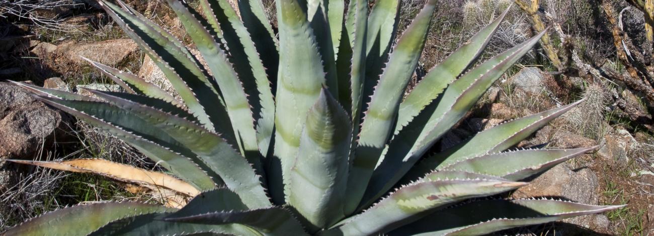 an agave plant with spiky, green leaves