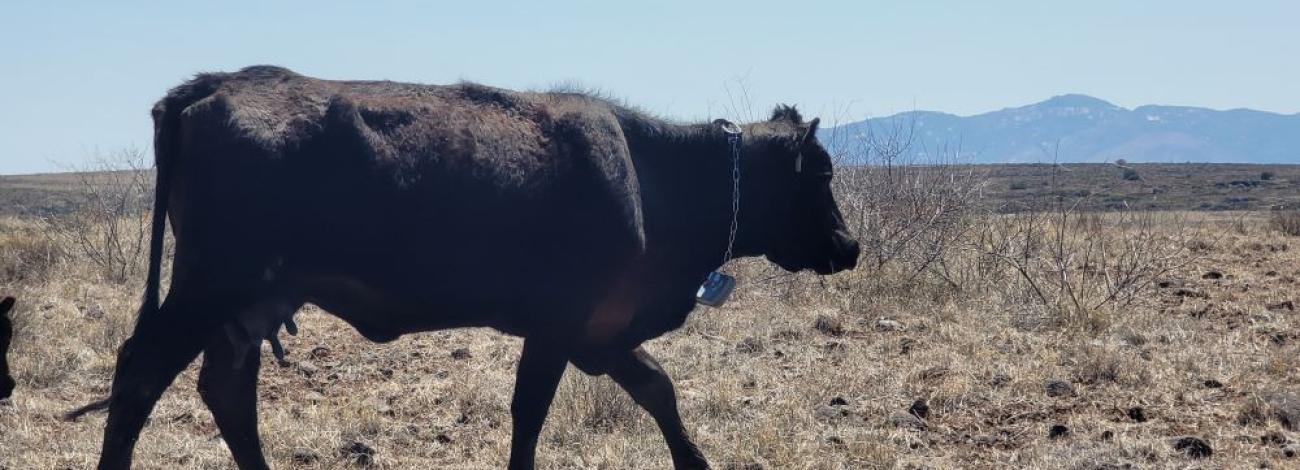 a cow wears a collar for the virtual fence