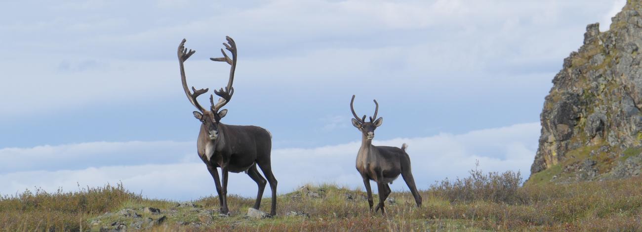 two bull caribou (one mature, one young)