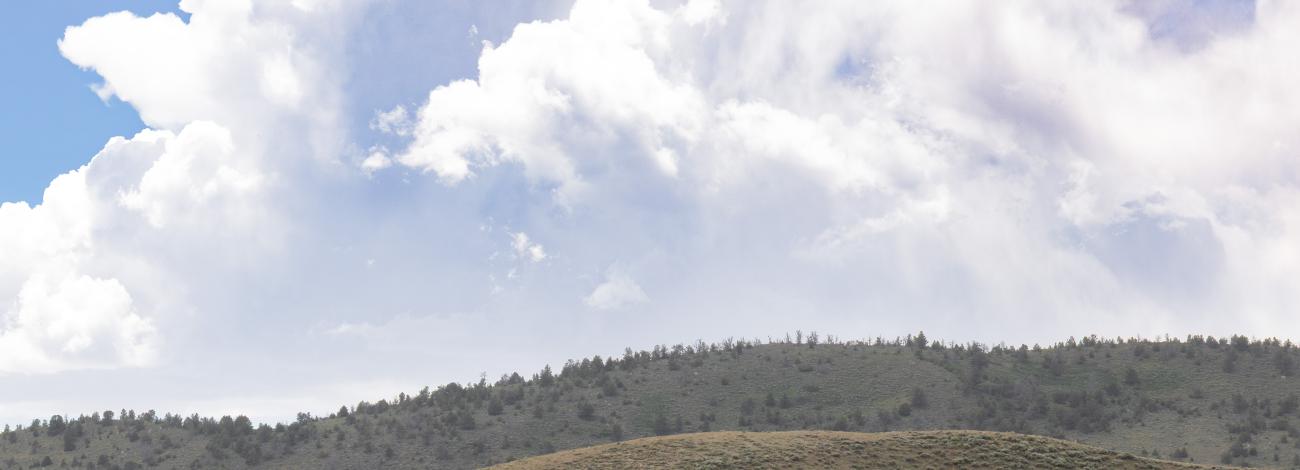 students view the wild horses in the field at the Green Mountain Herd Area