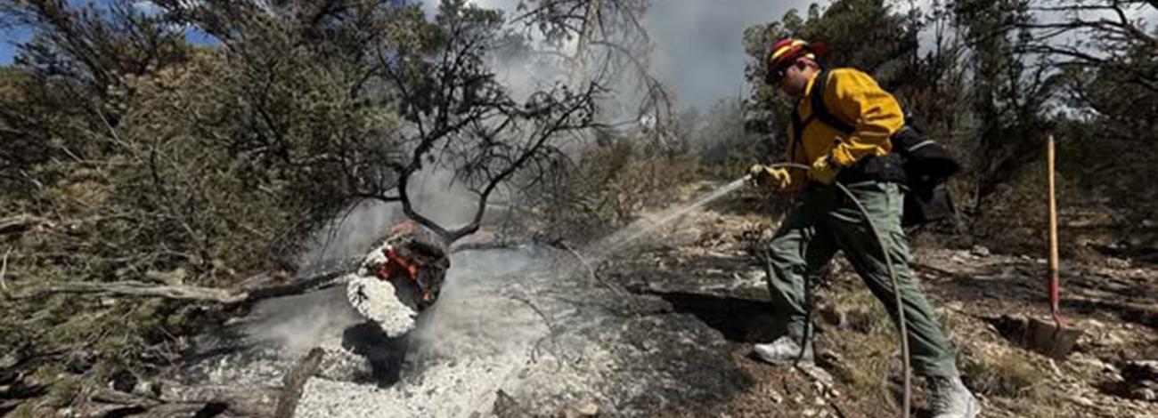A wildland firefighter in yellow gear sprays water on a smoldering tree stump in a forested area during White Sage Fire mop-up operations on July 20, 2025.