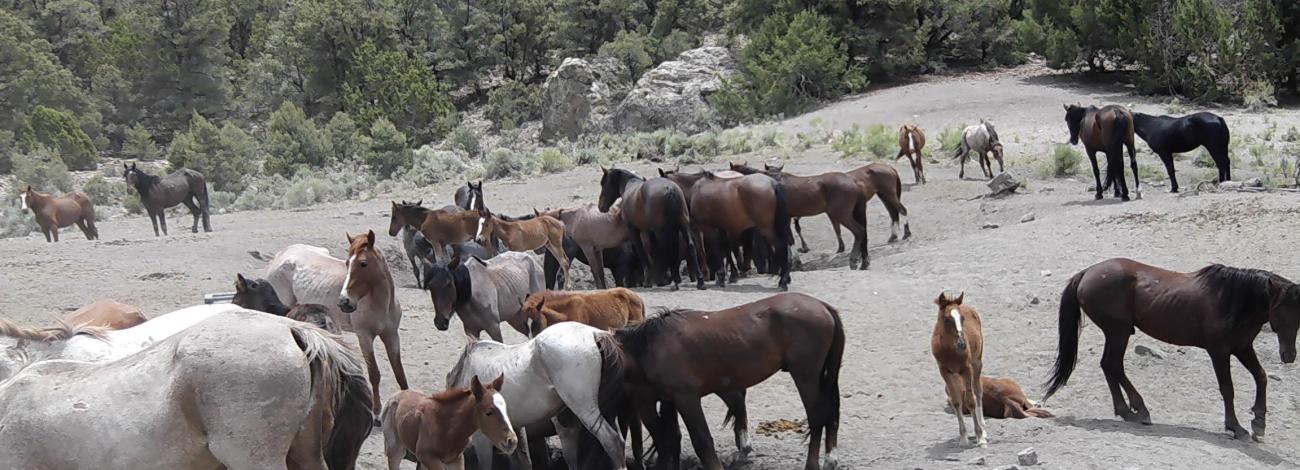 Wild horses digging for water in a dried up spring.