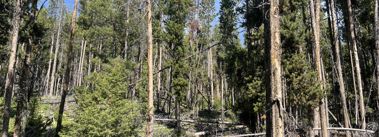 trees