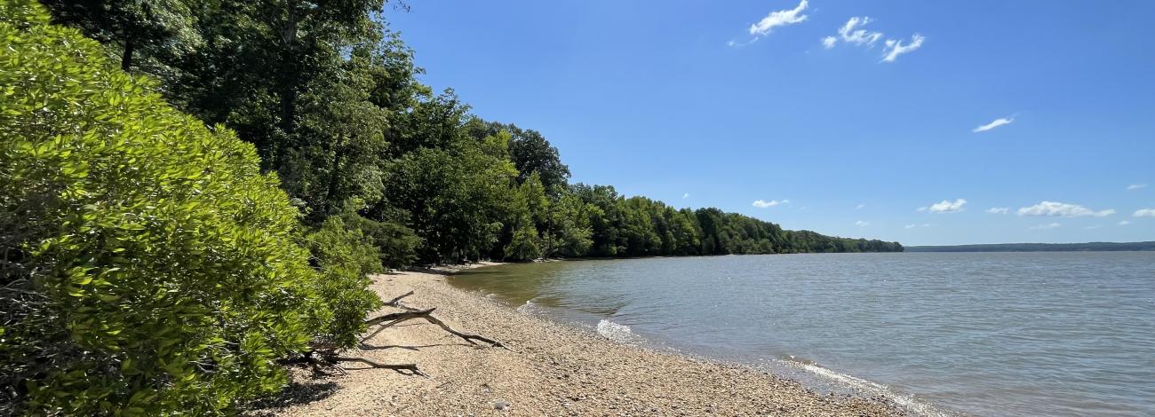 photo showing shoreline with brown-gray sandy rocks and bushy green trees below a clear blue sky