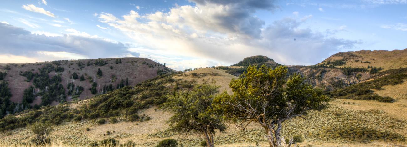 Jim Sage area managed by the Burley Field Office