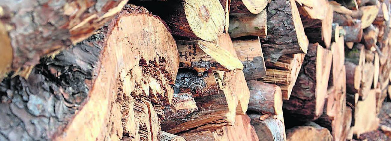 Stacked and cut timber