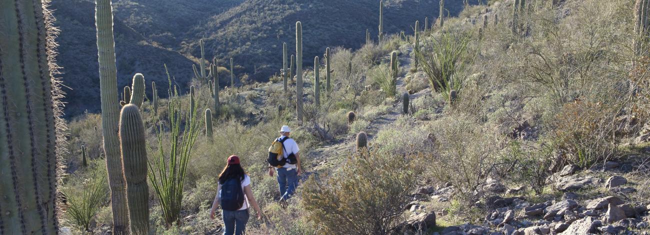 two people hike in a desert landscape with saguaro cactus and distant rolling mountains