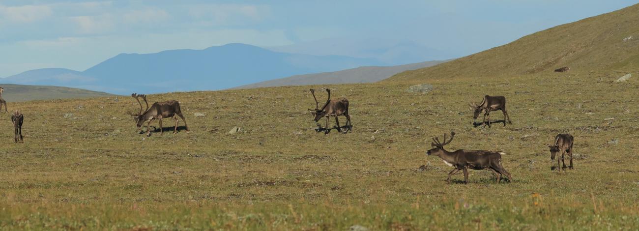 Caribou grazing on treeless ridge during the fall migration. 