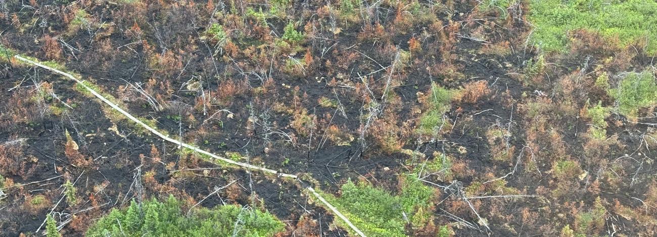 The line of the Summit Trail boardwalk runs across the photo of the area burned by the Obrien Fire. 