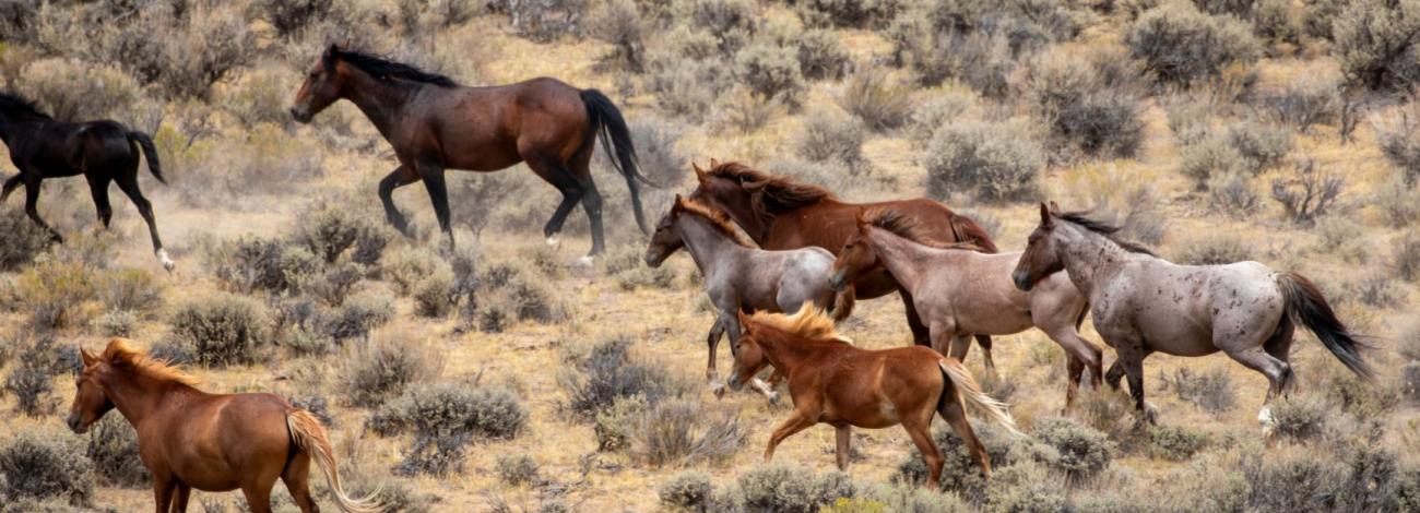 herd of wild horses in Baggs, Wy for the adobe down gather