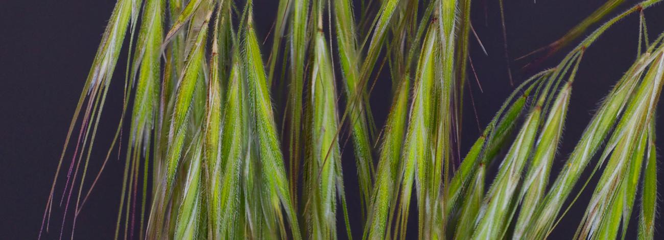 BLM-WY-Cheatgrass