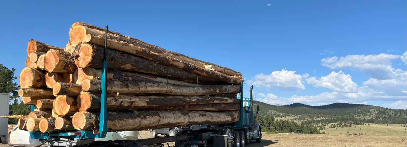 BLM-WY-TimberBuffalo2025
