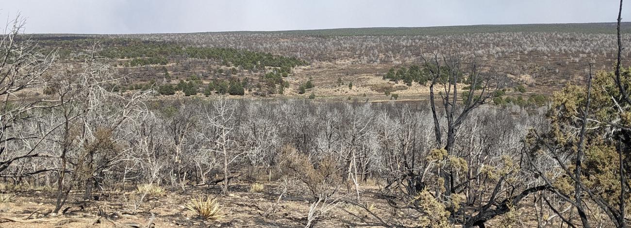 Light, individual smokes are visible within the fire perimeter