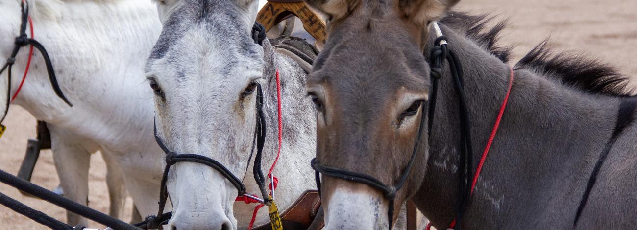 Two burros stand next to each other