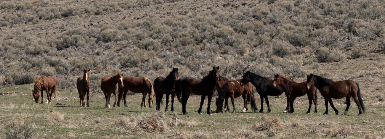 One group of wild horses grazing at a herd management area, part of the Callaghan Complex in central Nevada, March 20, 2024. 