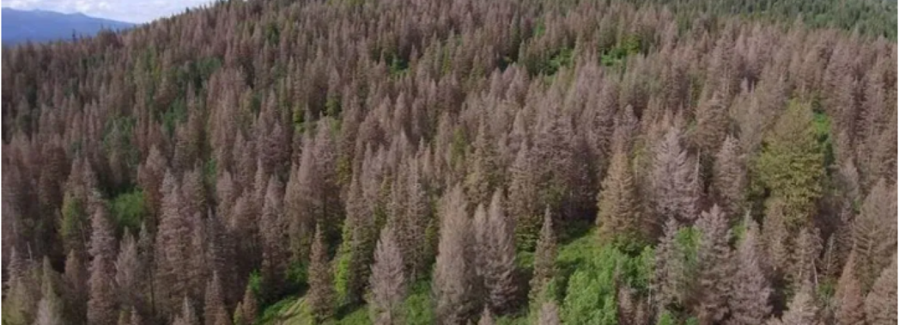 Hillside of trees killed by tussock moth infestation
