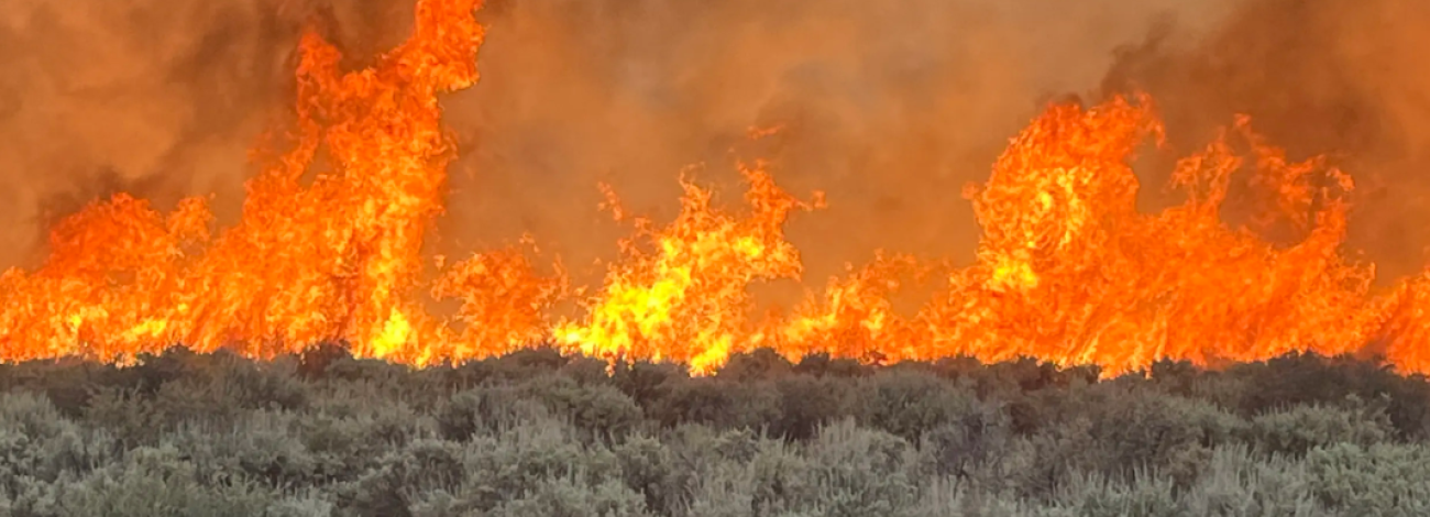 20-foot flames rise from shrubs