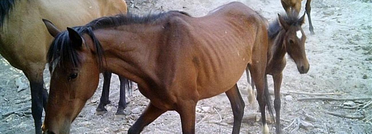 Mare and foal waiting for water