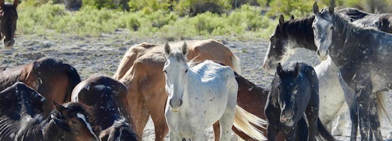 Multiple horses digging in a mud hole on playa.