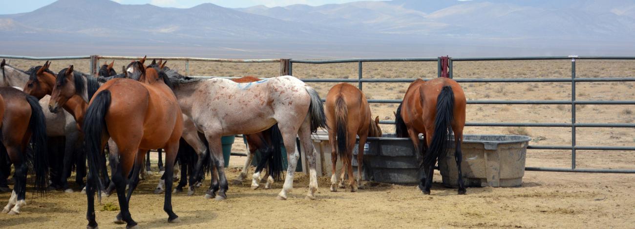 A group of horses in a pen.