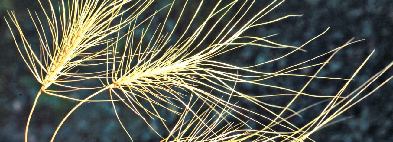 close up of medusahead invasive grass