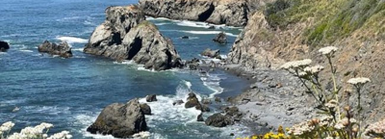 A cove with a rocky beach and yellow flowers.