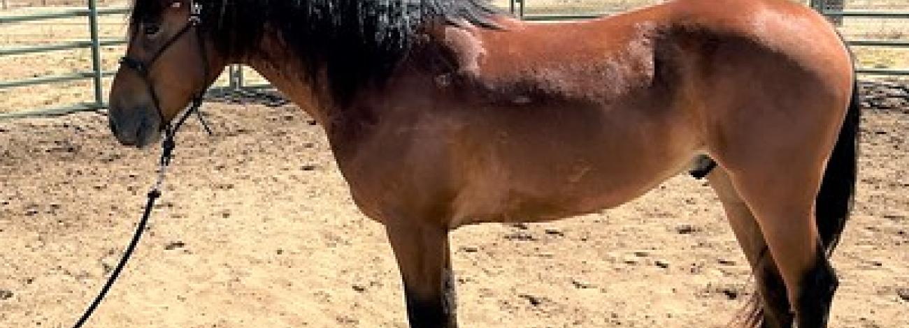 A brown horse in a field