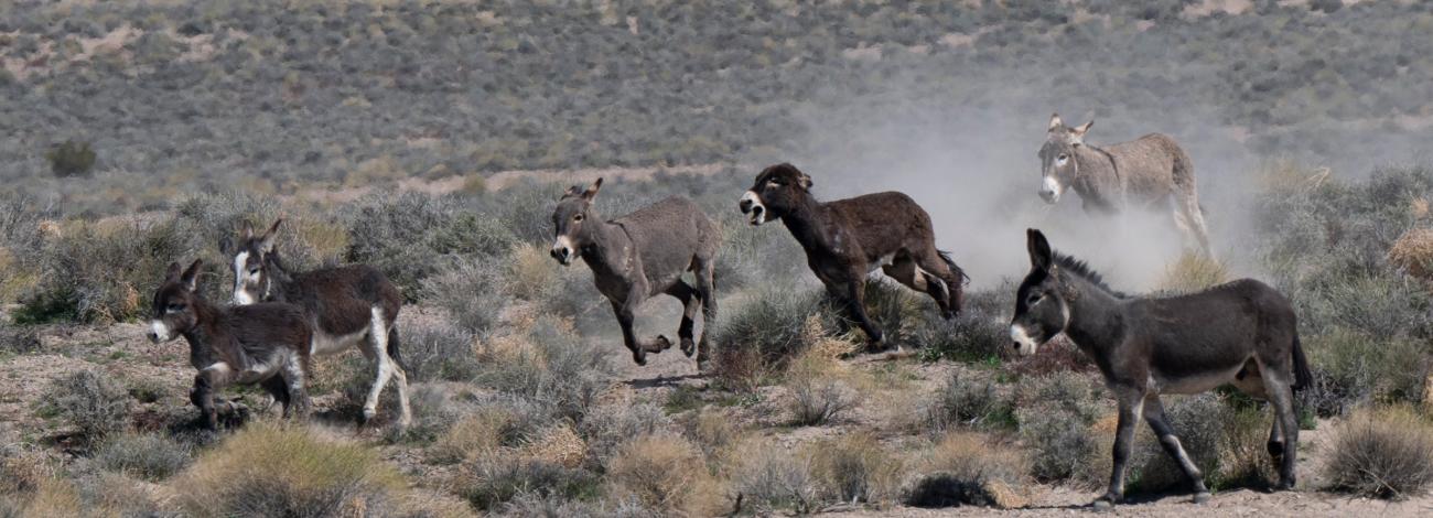 Seven burros running through the desert with one appearing aggressive to the others.