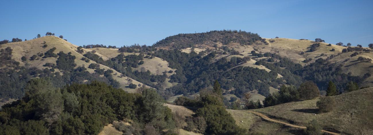 Rolling hills covered with patches of green trees and dry grass under a clear blue sky.
