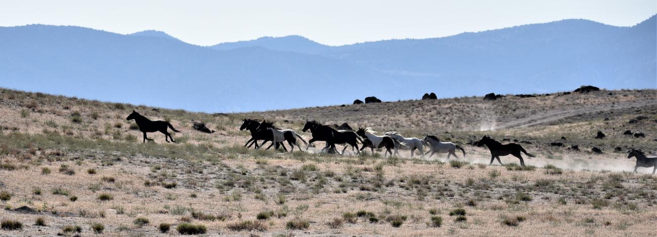 Onaqui Wild horses galloping across desert.