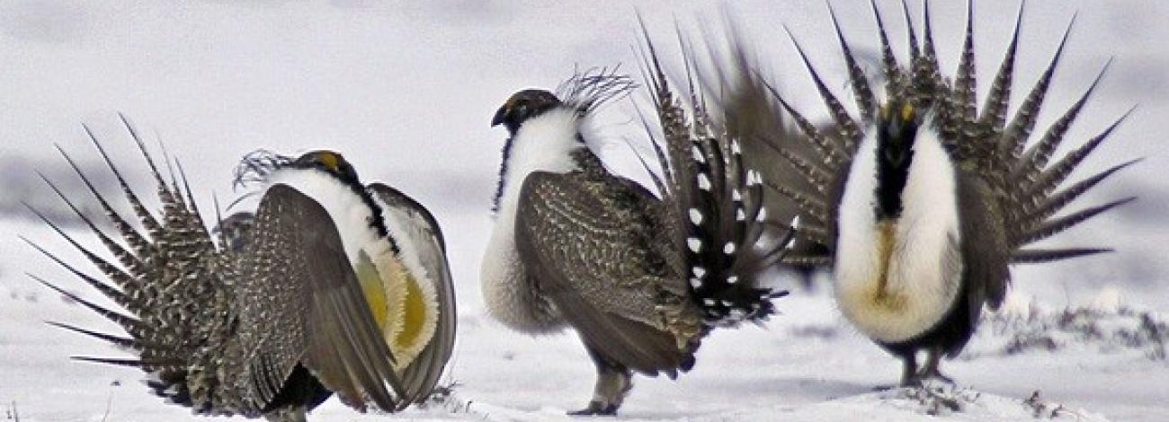 Three male sage grouse display their elaborate feather fans and chest plumage on a snowy ground.