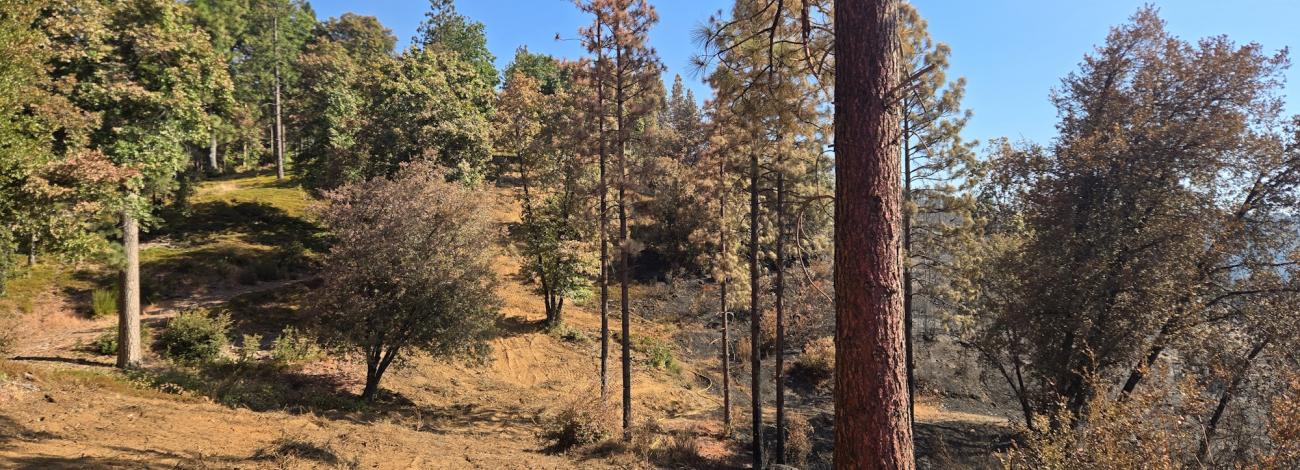Photo of Tiger Creek Fuel Break, with unburned vegetation to the left